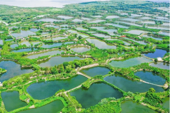 湖州市桑基鱼塘(徐玲丽 摄)