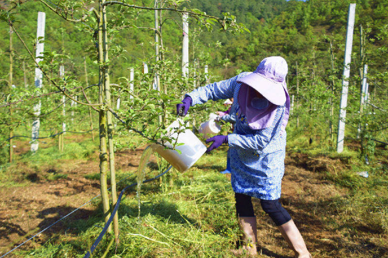 苹果基地的工人给苹果树浇营养水(赵树龙 摄)