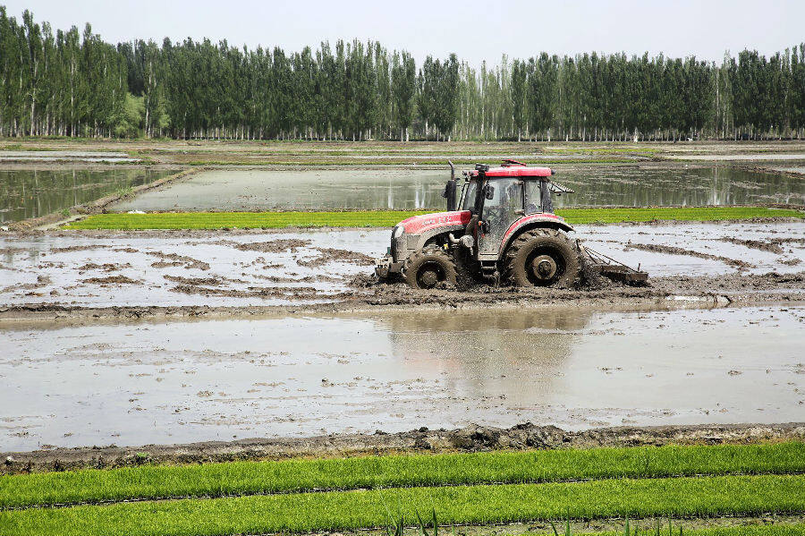 图为温宿县托乎拉乡农民驾驶机械在稻田里旋耕整地插秧种植水稻.