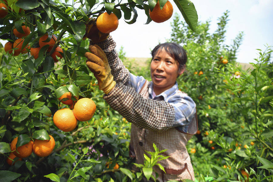 图为村民在沃柑基地采摘沃柑(赵树龙 摄)
