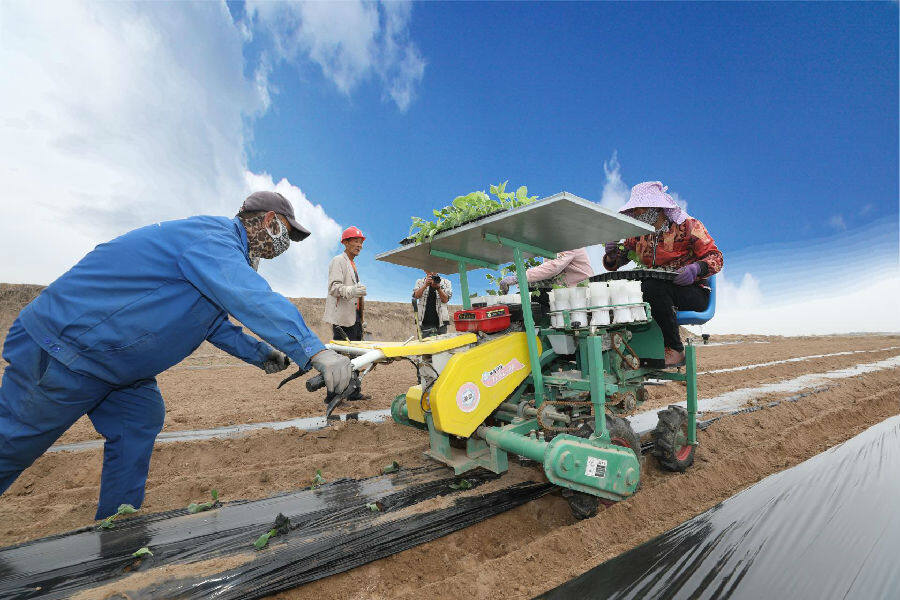机械化种植 (彭昱 摄)