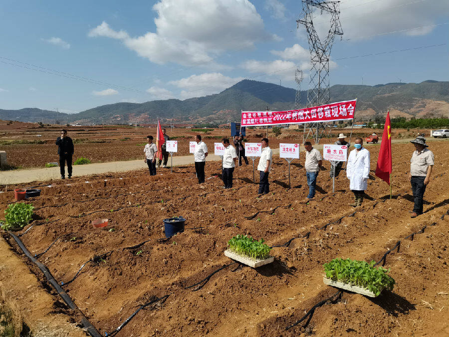 四川會理市黎溪鎮:以滴灌技術推進乾旱鄉村菸葉大田移栽_縣域經濟網