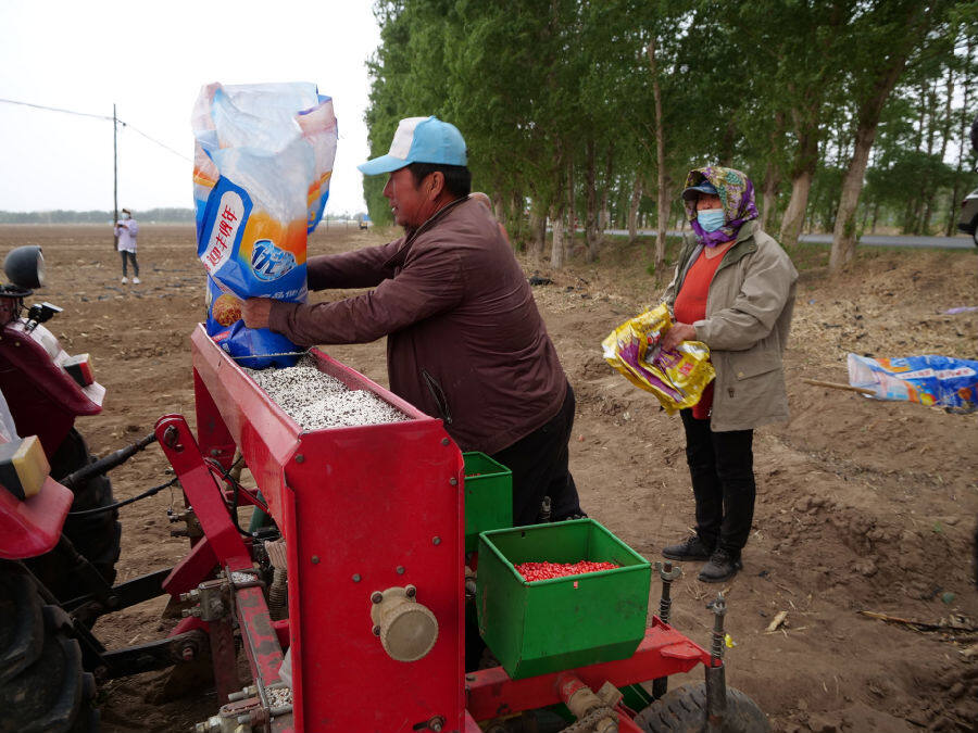 孙亚芹(右)丈夫往播种机里添籽加肥.(郭大蕾&nbsp;摄)