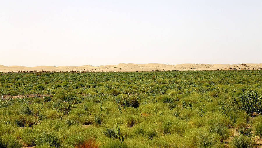 图为在塔克拉玛干沙漠边缘拍摄到四翅滨藜向沙漠蔓延的一角.(张凯 摄)