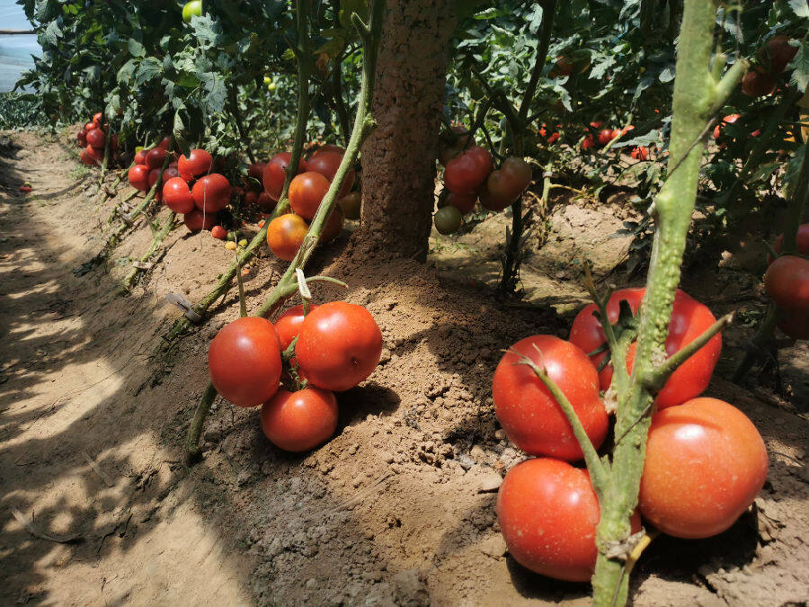 河南延津县乔杏庄村:"瓜田柿下"奏响丰收交响曲_县域经济网