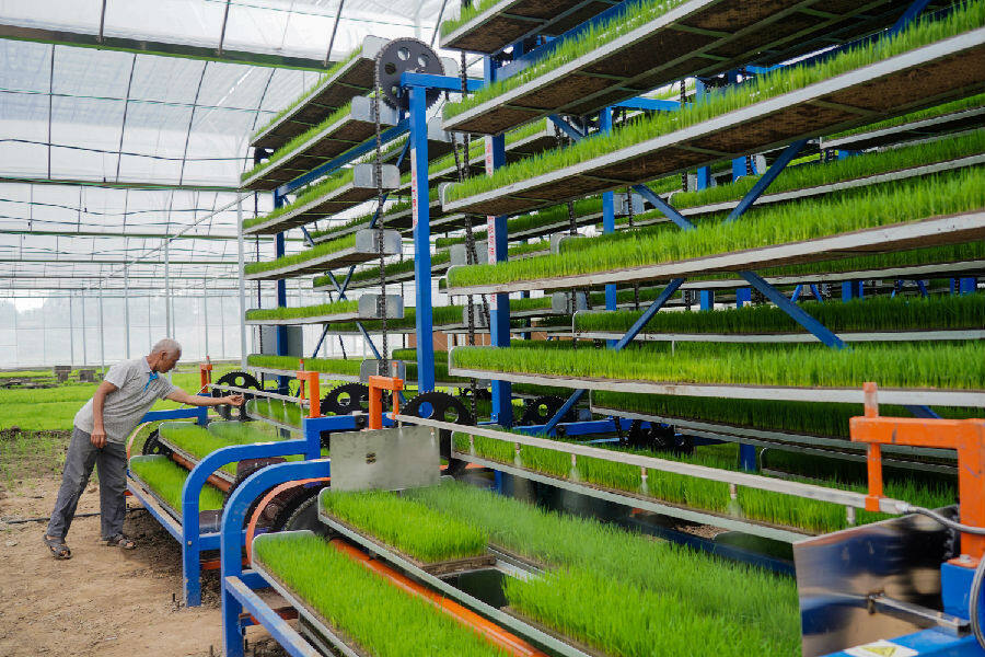 智能化育秧(翁光建 摄)