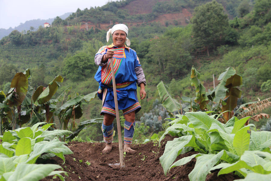南美乡拉祜族烟农田间劳作(李亮 摄)