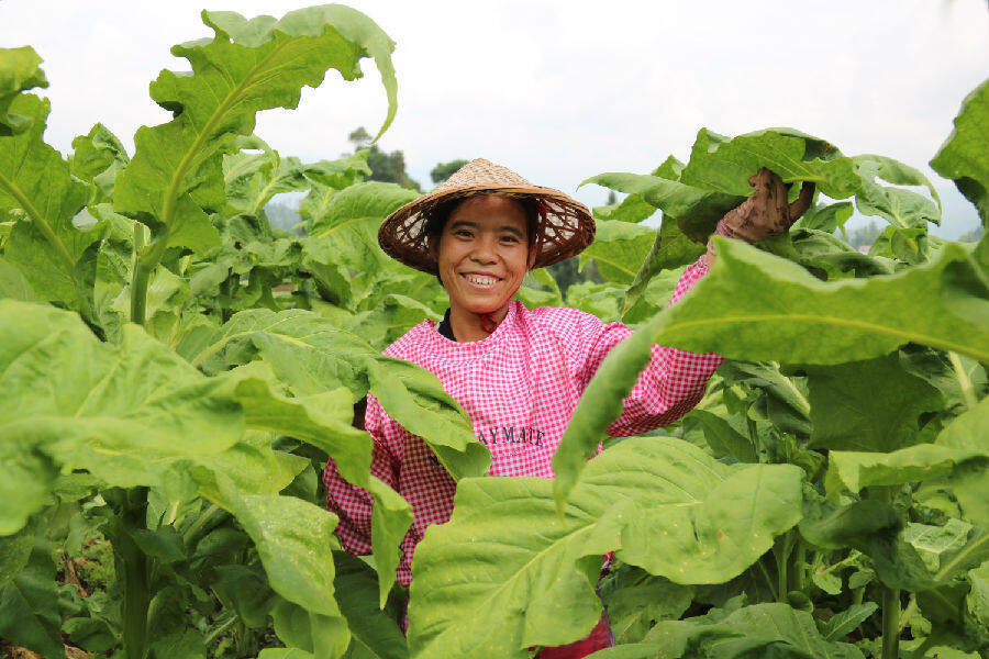 一切为了烟农的笑脸
