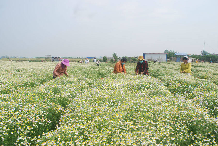 袁吴徐村党玉霞药用花卉种植基地员工在采摘甘菊(吕俊杰 摄)