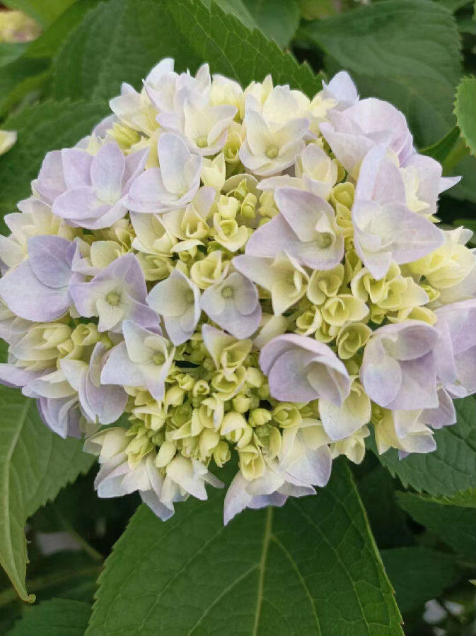 江苏省农业科学院绣球花产业助力乡村振兴