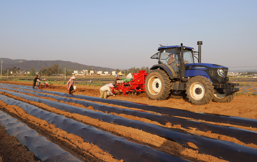 牟定县起垄打塘移栽施肥一体机助农减工降本(张静梅 摄)