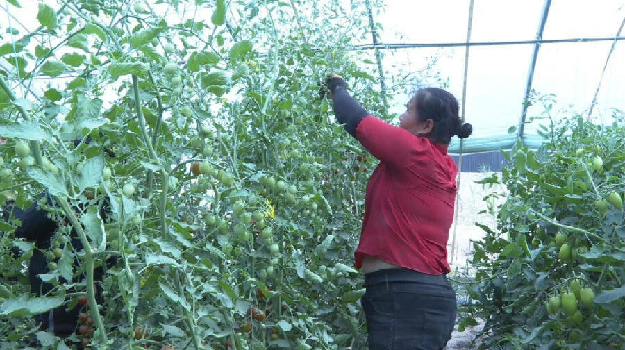 圖為在庫車市比西巴格鄉牛場村種植大棚,村民正在採摘聖女果.