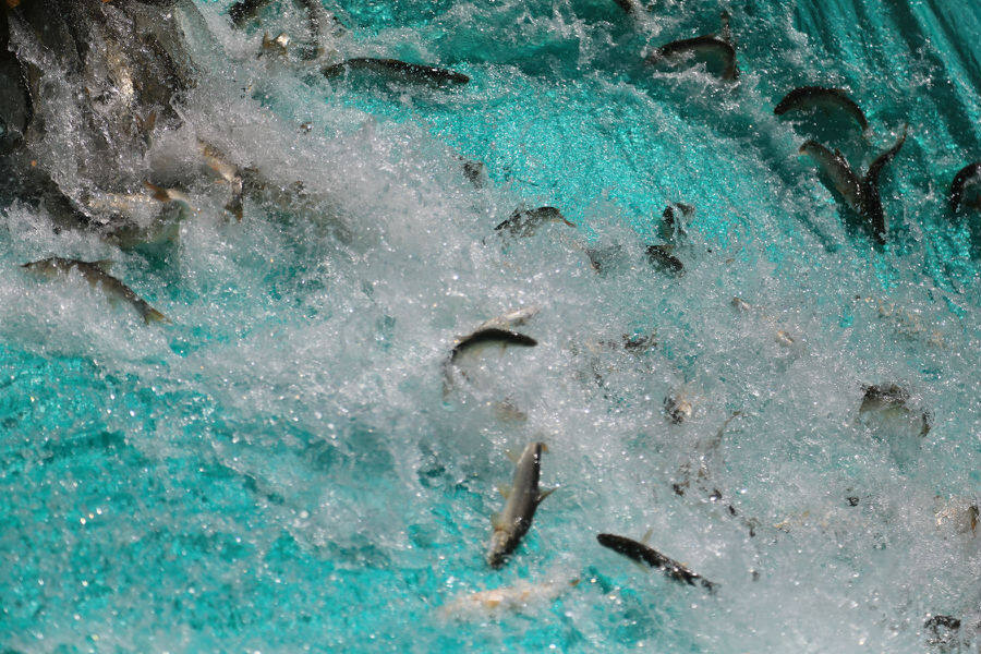 图为放入博斯腾湖中的扁吻鱼鱼苗(胡侍琦 摄)