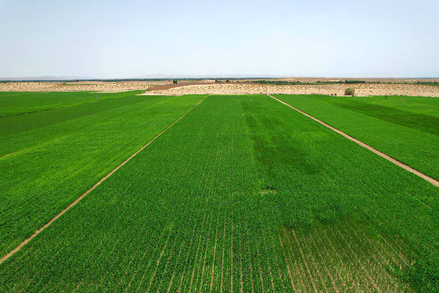 图为新疆和硕县乌什塔拉乡沙井子村玉米地航拍(王荣曌玺 摄)