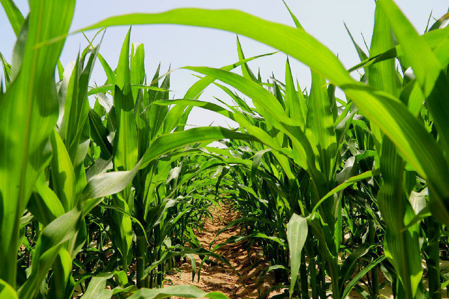 新疆和硕县:玉米长势良好 绿油油大田如画卷_县域经济网