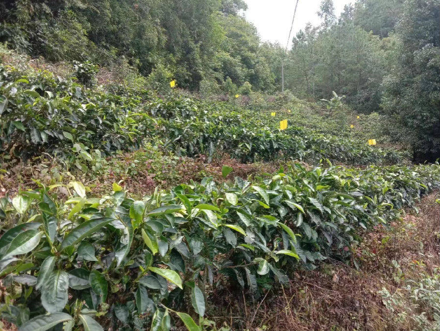 茶园黄板( 张鹏 摄)
