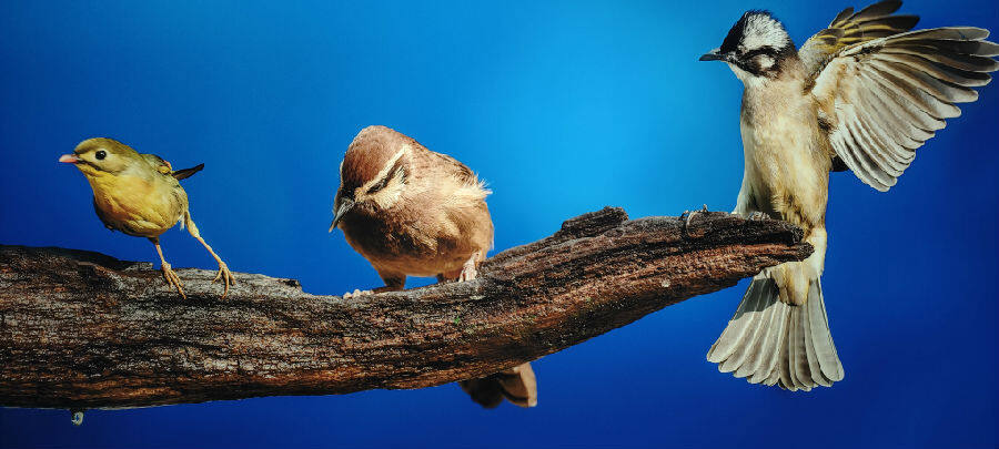 四川西昌艾雅康鸟类生态博物馆开馆