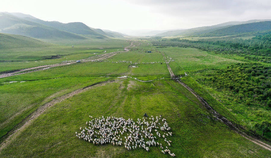 内蒙古阿鲁科尔沁旗草原游牧系统迎来转场季