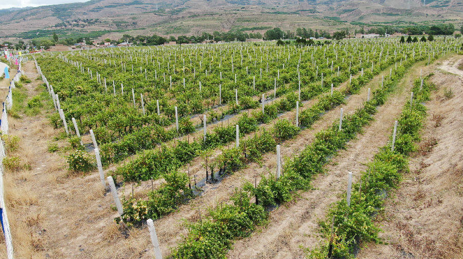通渭县李家店乡万亩金银花种植示范基地一隅(牛新建 摄)
