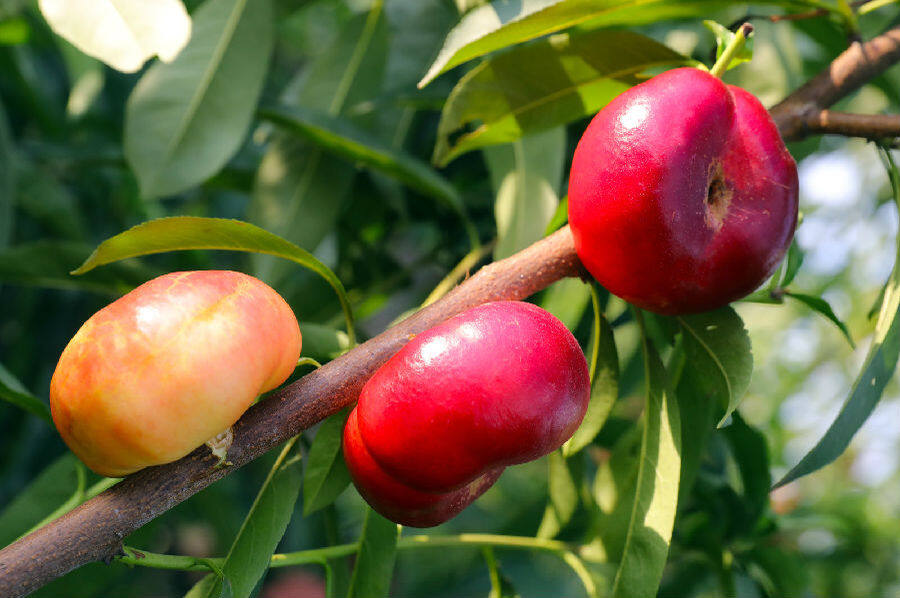 图为红彤彤,纽扣一样油蟠桃(李勤 摄)