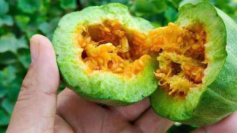 宁夏盐池县青山乡香瓜种植忙