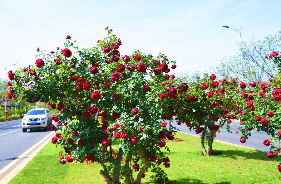 云南弥勒玫瑰大道启动迎宾浪漫键