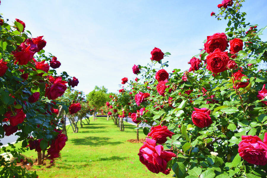 图为姹紫嫣红的大树玫瑰(赵树龙 摄)