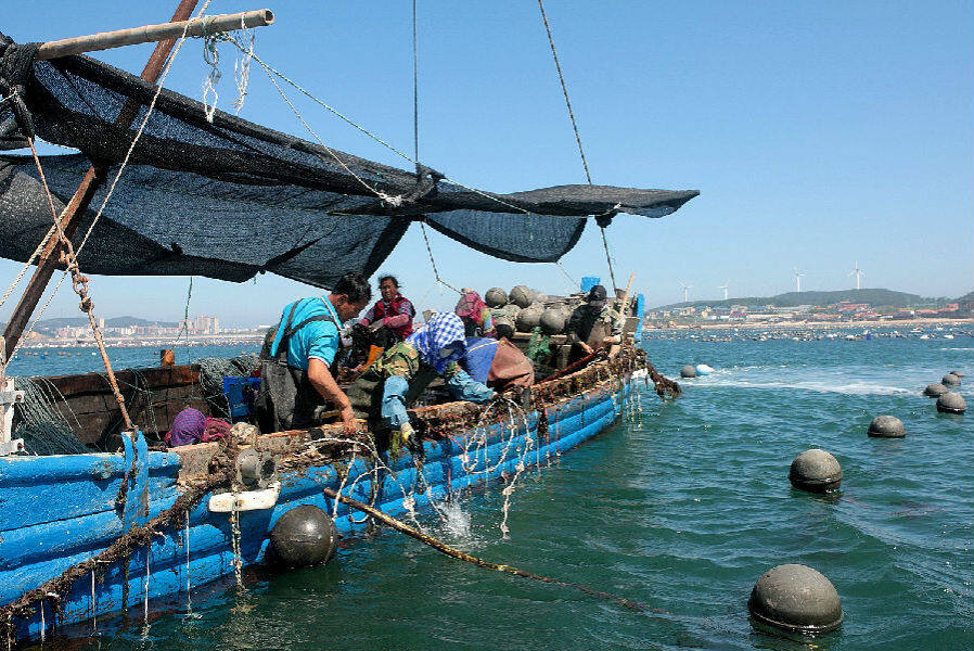 6月23日,在长海县小长山岛镇回龙村村民于培勇家的养殖场区,工人们将