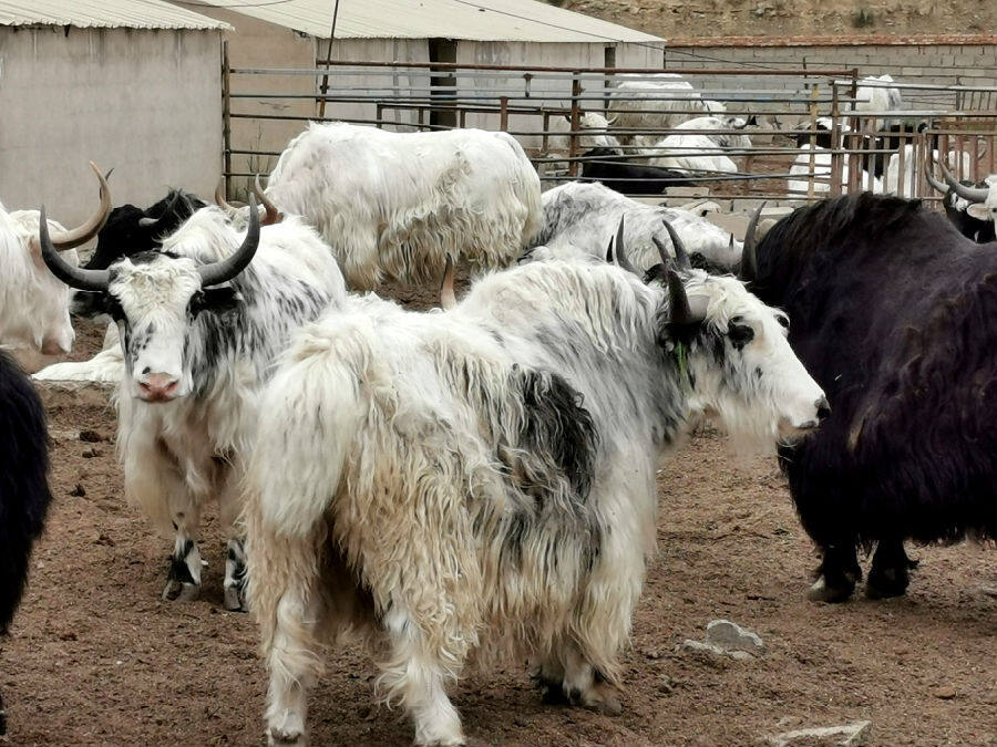 村民刘琮养殖的白牦牛 (牛新建 摄)天祝县松山镇蕨