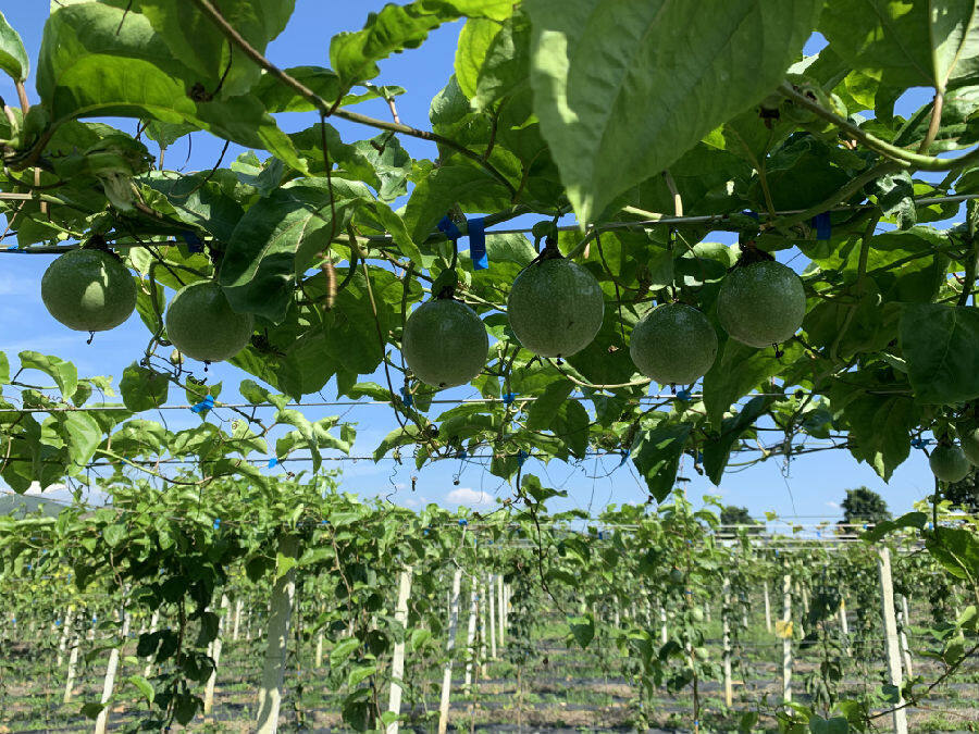 在月港村的黄金百香果标准化示范基地,绿油油的藤蔓下,挂满了一个个