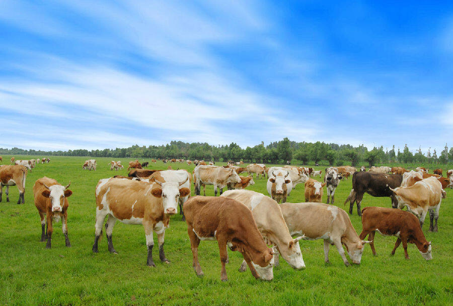 科尔沁黄牛膘肥体壮(张启民 摄)