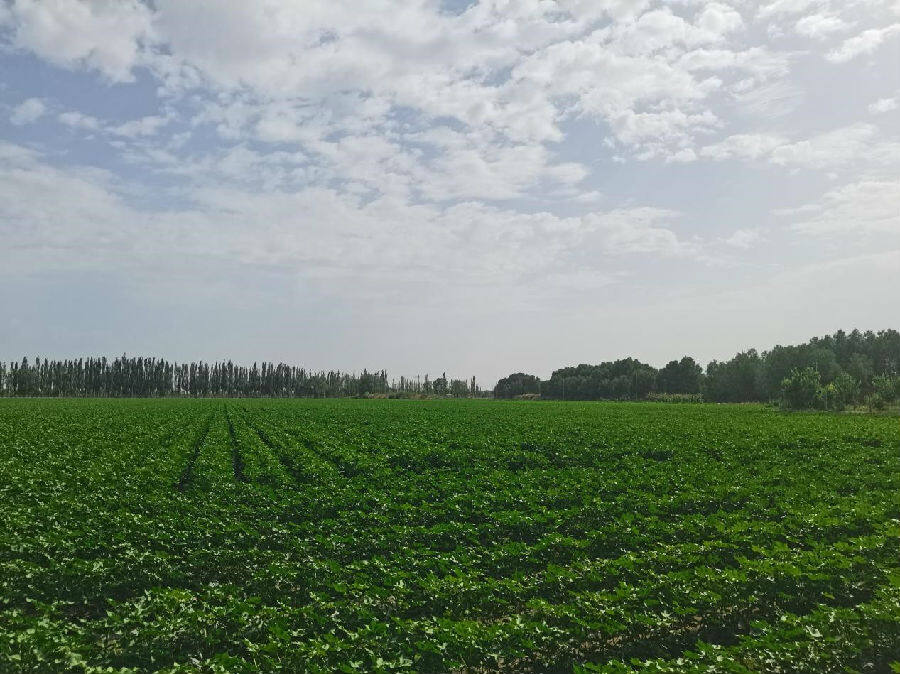 农发行新疆尉犁县支行:打造万亩"良田"好"丰"景_县域经济网