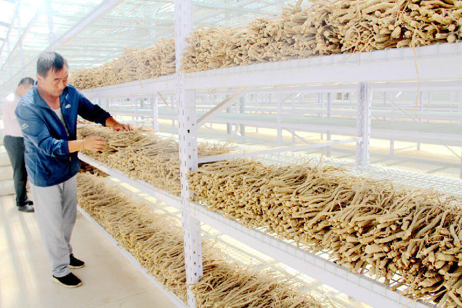 华亭药材晾晒提升药材品质(张小兵 摄)