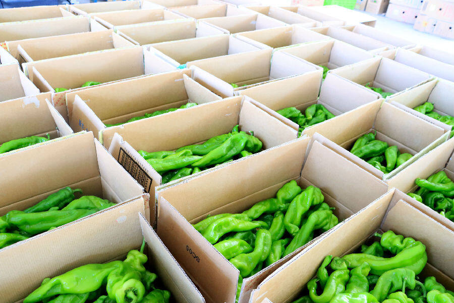 新疆博湖拱棚蔬菜鼓起了农民钱袋子