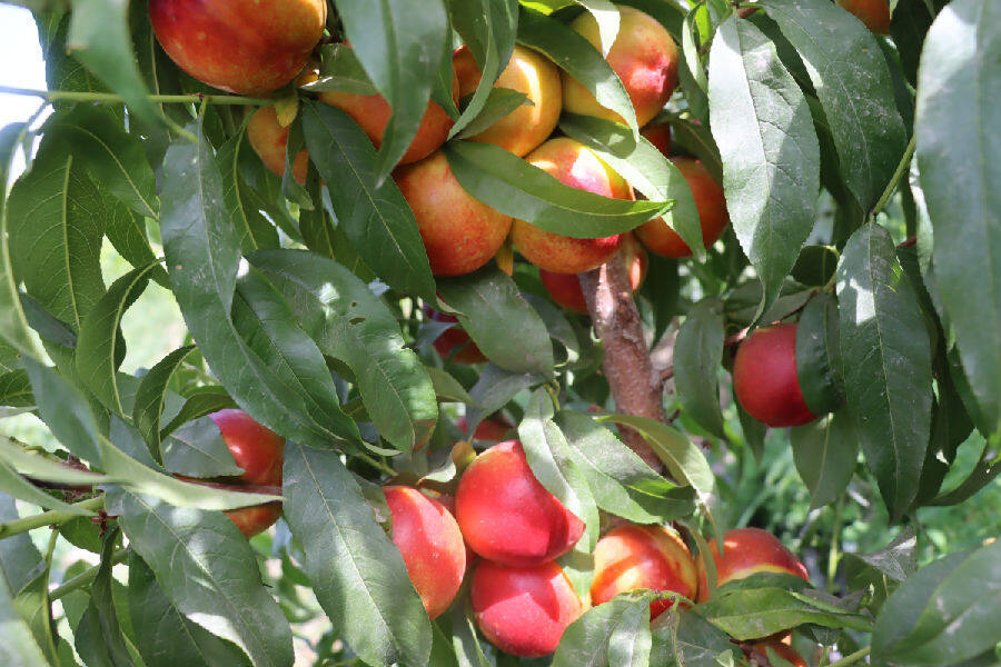 图为红彤彤的果实挂满枝头(孙梦月 摄)