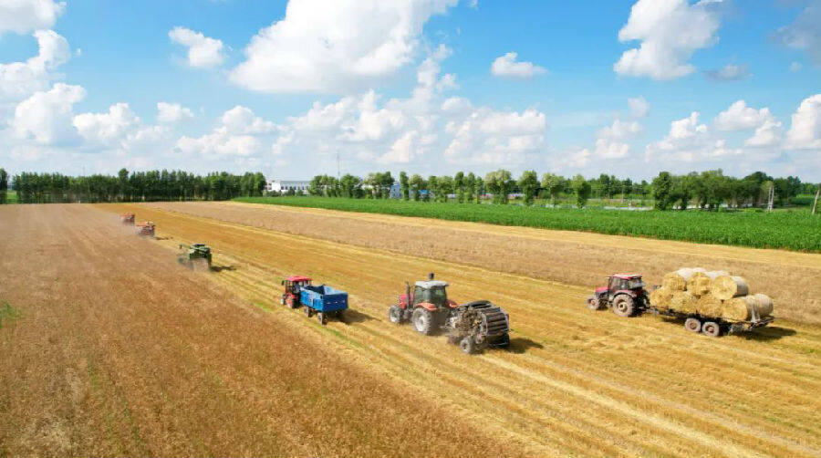 麦草打捆运出(王岩 摄)