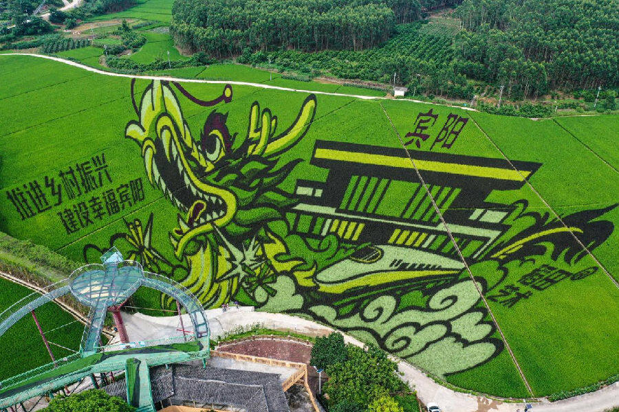 图为宾阳3d稻田艺术作品(李辉 摄)