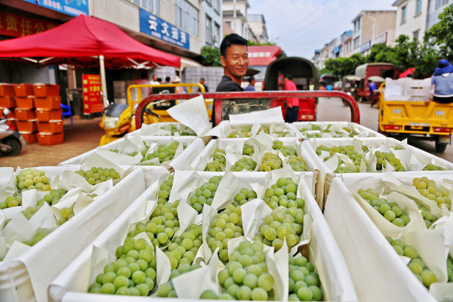 云南弥勒小葡萄畅销全国大市场