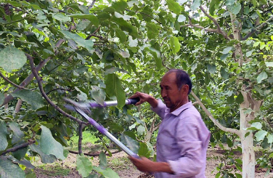 图为阿瓦提县拜什艾日克镇托万克墩克什拉克村群众正在修剪核桃树(茹