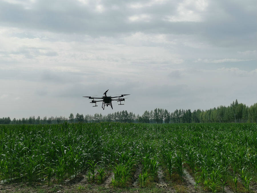 无人机正在万亩玉米示范基地上施肥(王丽娜 摄)
