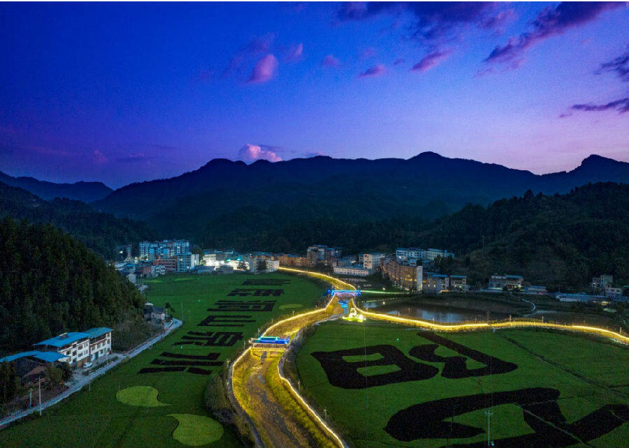 夜色中的稻田(陈丁 摄)