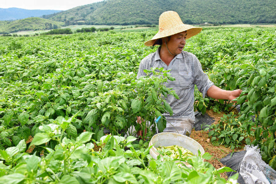 图为五山乡中寨村的种植户在小米辣种植基地采摘小米辣(赵树龙 摄)