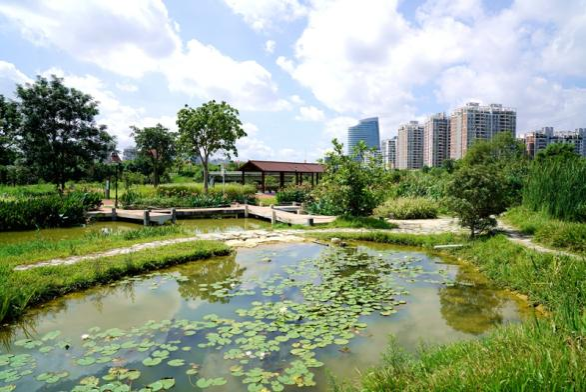 图为北投体育公园之净水花园(毕斌平摄)