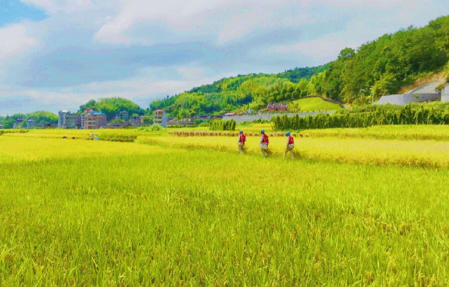 9月5日,在安溪縣長卿鎮衡陽村,供電員工到水稻集中種植區開展配電線路