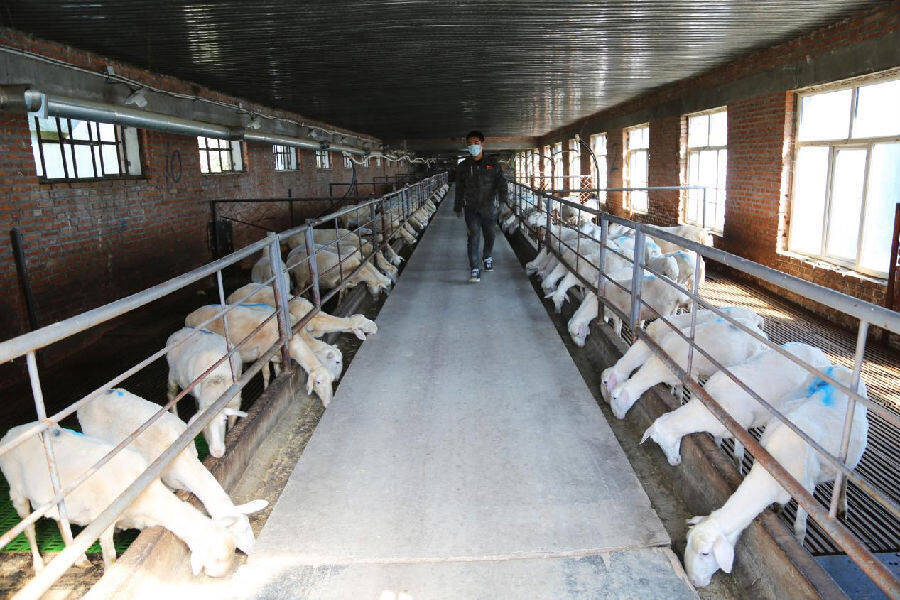 吉林省圣世农业有限公司标准化养殖基地里湖羊正在进食(潘慧凝&nbsp