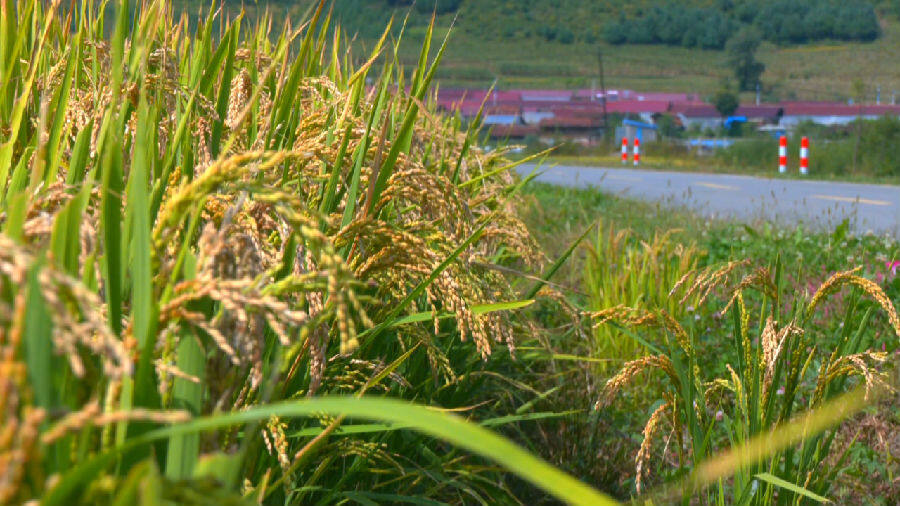 蚂蚁河乡水稻种植基地丰收在即（杨俊 摄）