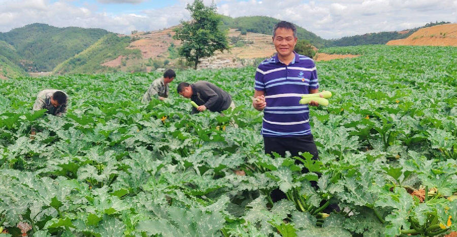 图为李春海的小瓜种植"试验田"(杨林祥 摄)