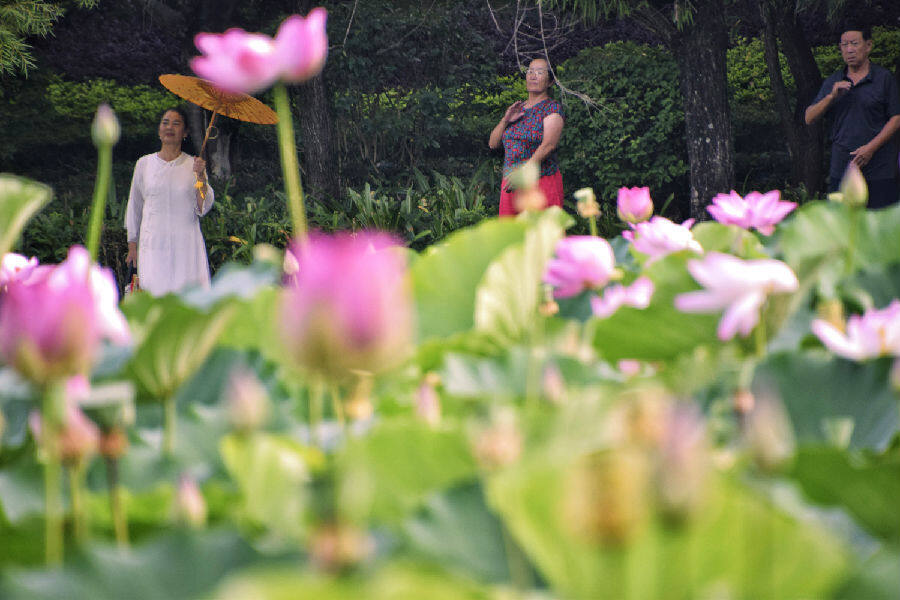 图为弥勒湖泉柳园内，游客在欣赏秋荷。（赵树龙 摄）
