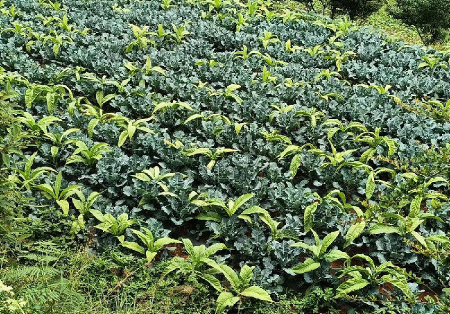 图为压茬种植了青花菜的田块(张正雄 摄)
