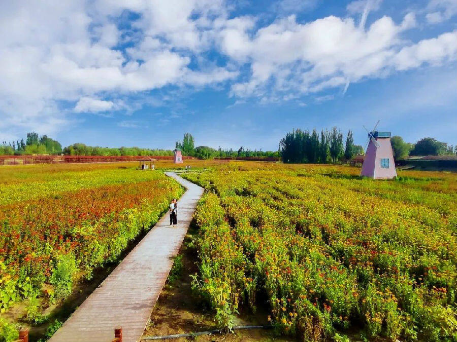 图为阿瓦提县塔木托格拉克镇吐格呗希村花海(曹慧 摄)